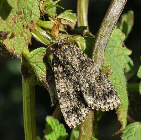Acronicta megacephala ..???